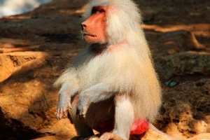 Monkey pavian Monkey pavian